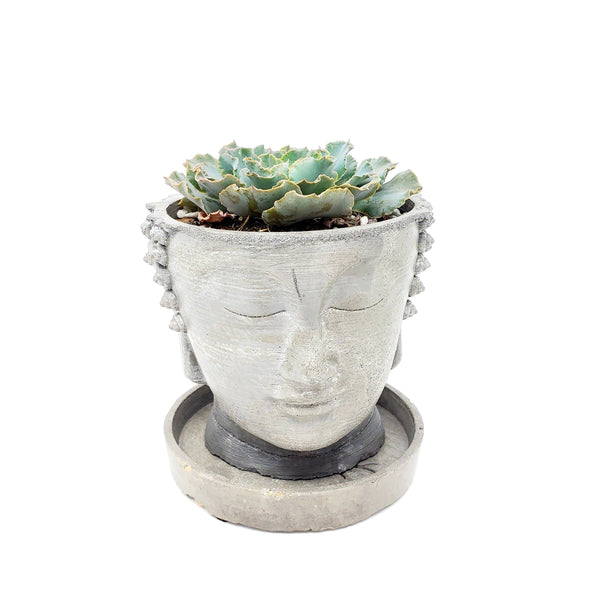 Buddha Head Pot from Concrete Indoor Outdoor Spiritual Flower Plant Container Meditation Sculpture Peaceful Thai Zen Planter Yogi Gift Idea