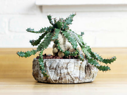 Fern Bowl