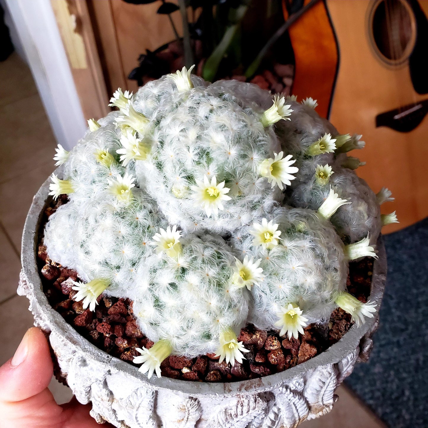 Fern Bowl