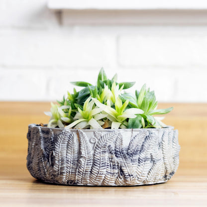Fern Bowl