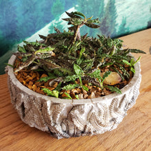 Fern Bowl