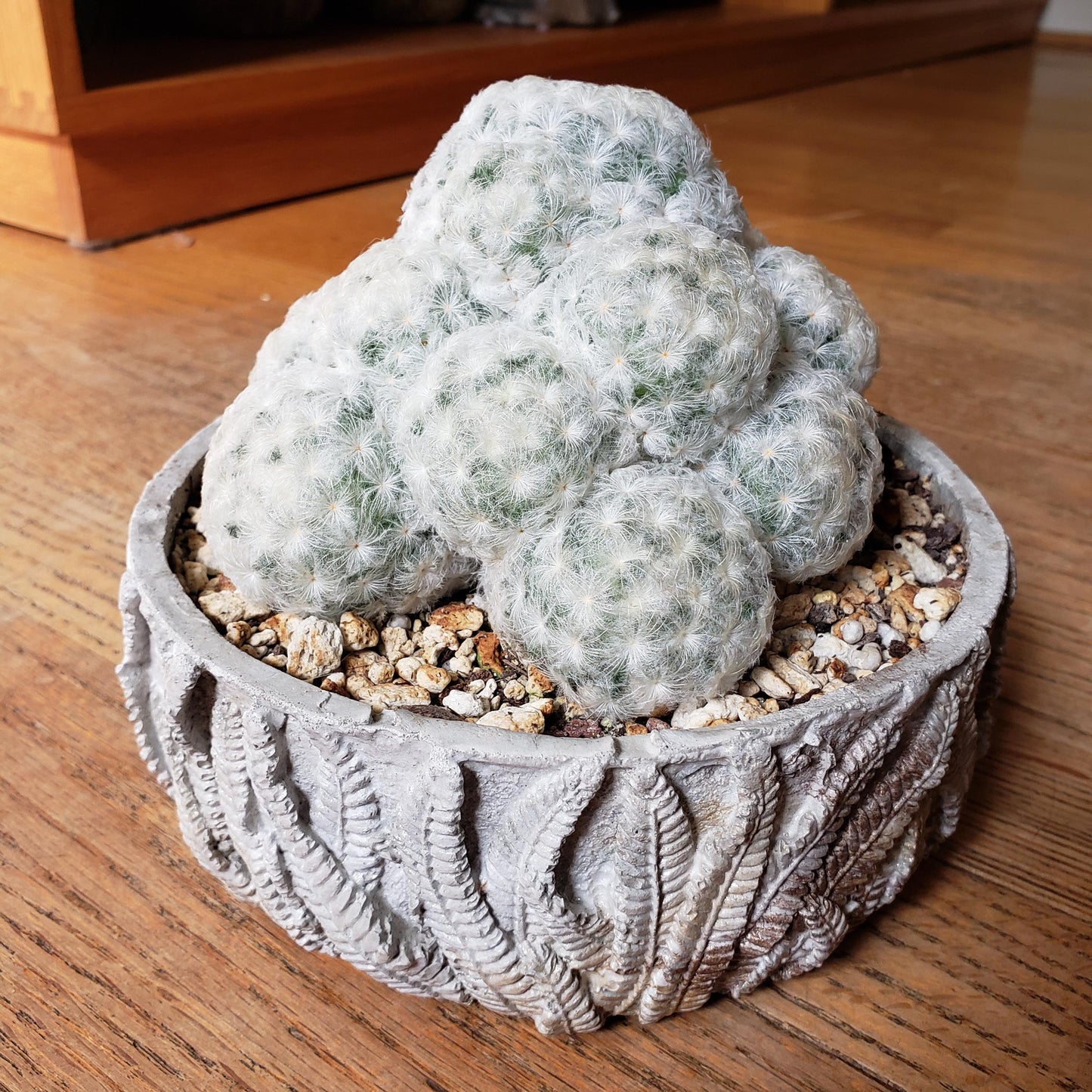 Fern Bowl