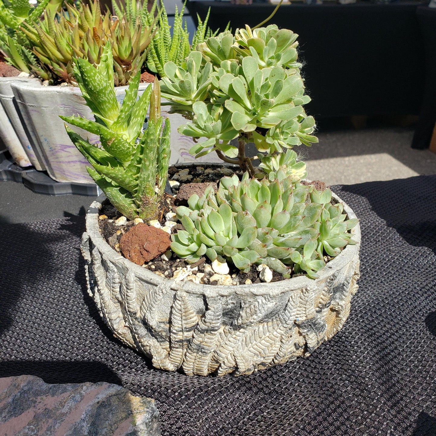 Fern Bowl