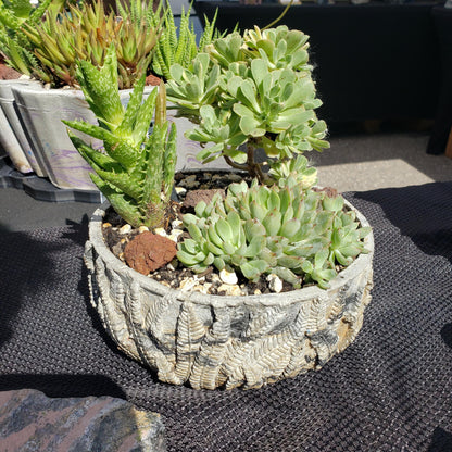 Fern Bowl
