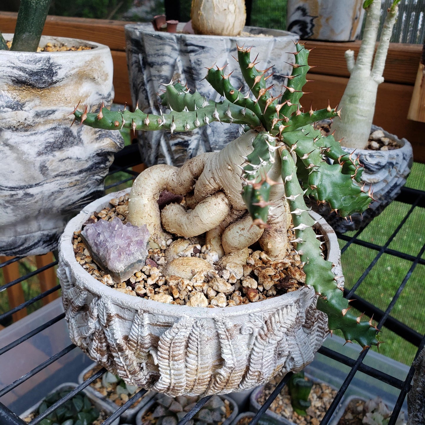 Fern Bowl
