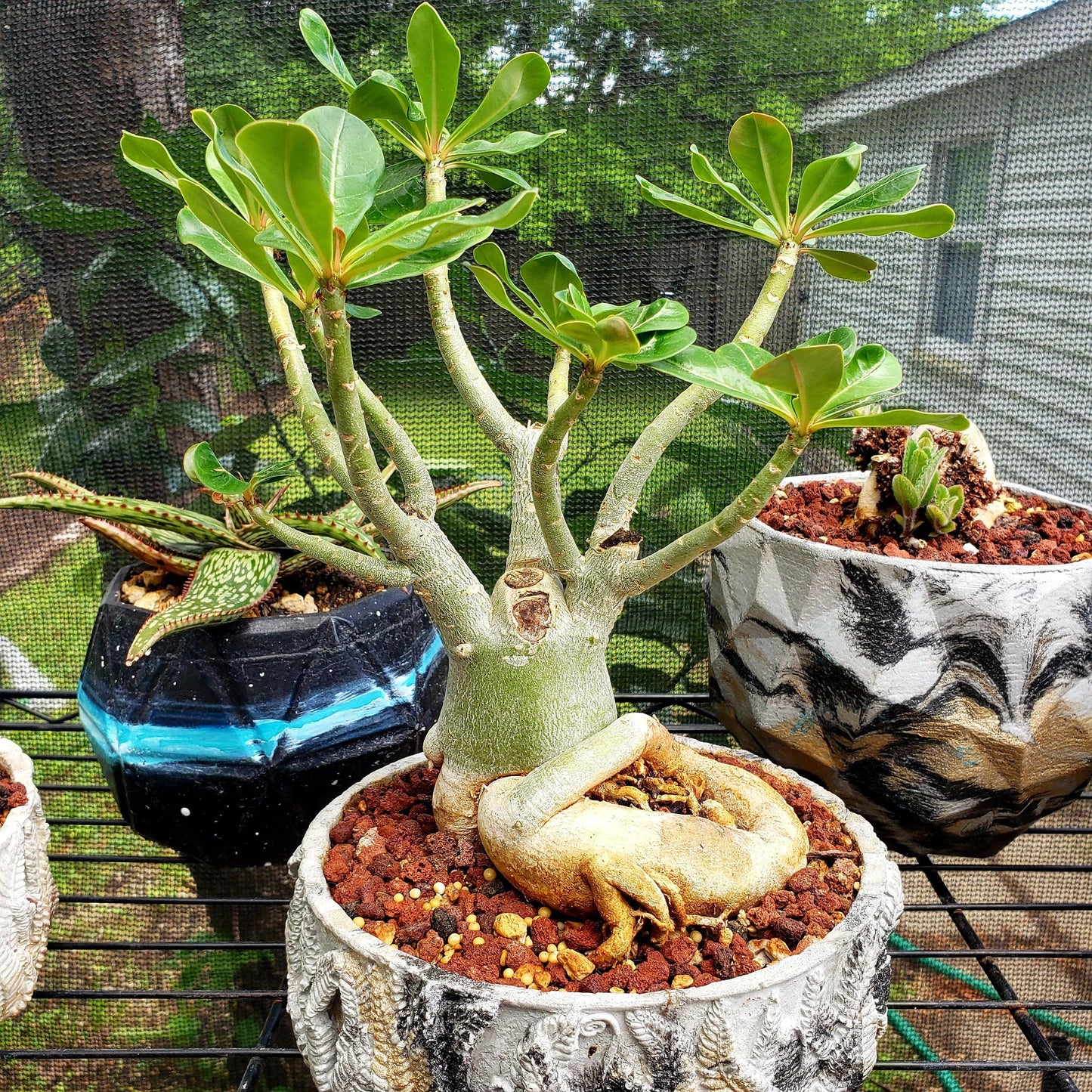 Fern Bowl