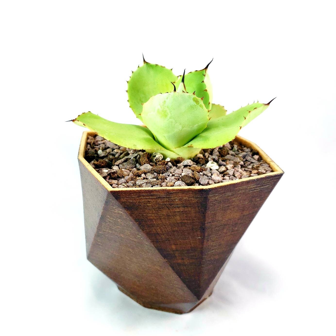 Modern 3D Printed Wood Geometric Plant Pot with Saucer - Eco-Friendly Organic Decor for Cacti, Succulents, and Flowers - Unique Gift Idea