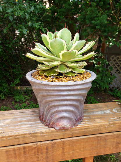 Concrete Planter Large Waves - Indoor/Outdoor Plant Pot