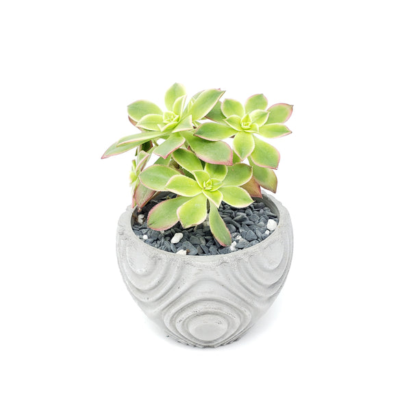 Concrete Planter Wavy Small Geometric - Indoor/Outdoor Plant Pot