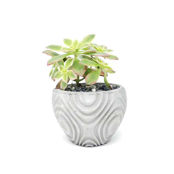 Concrete Planter Wavy Small Geometric - Indoor/Outdoor Plant Pot