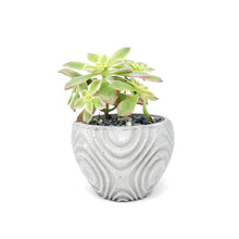 Concrete Planter Wavy Small Geometric - Indoor/Outdoor Plant Pot