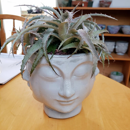 Concrete Planter Faces - Head Pot - Indoor/Outdoor Plant Pot