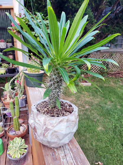 Concrete Planter Triangles Geometric - Indoor/Outdoor Plant Pot