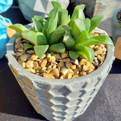 Concrete Planter Honeycomb Geometric - Indoor/Outdoor Plant Pot