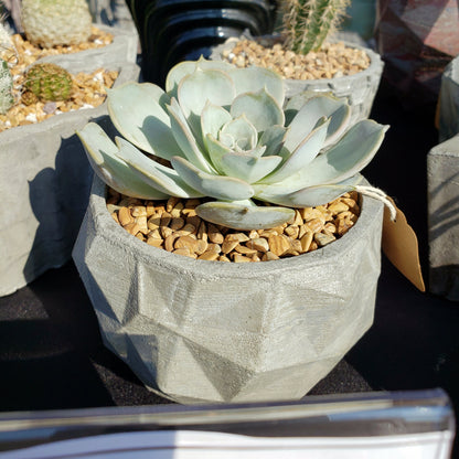 Concrete Planter Triangles Small Geometric - Indoor/Outdoor Plant Pot