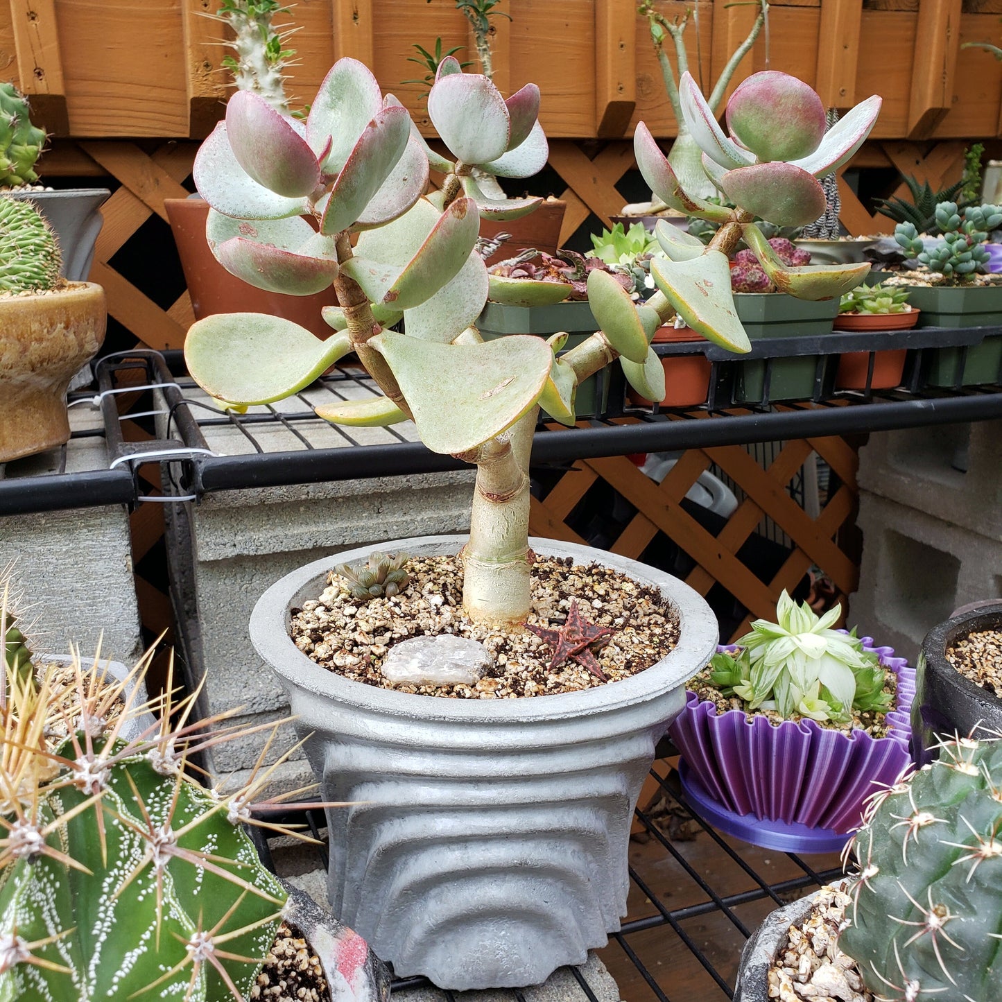 Concrete Planter Large Waves - Indoor/Outdoor Plant Pot